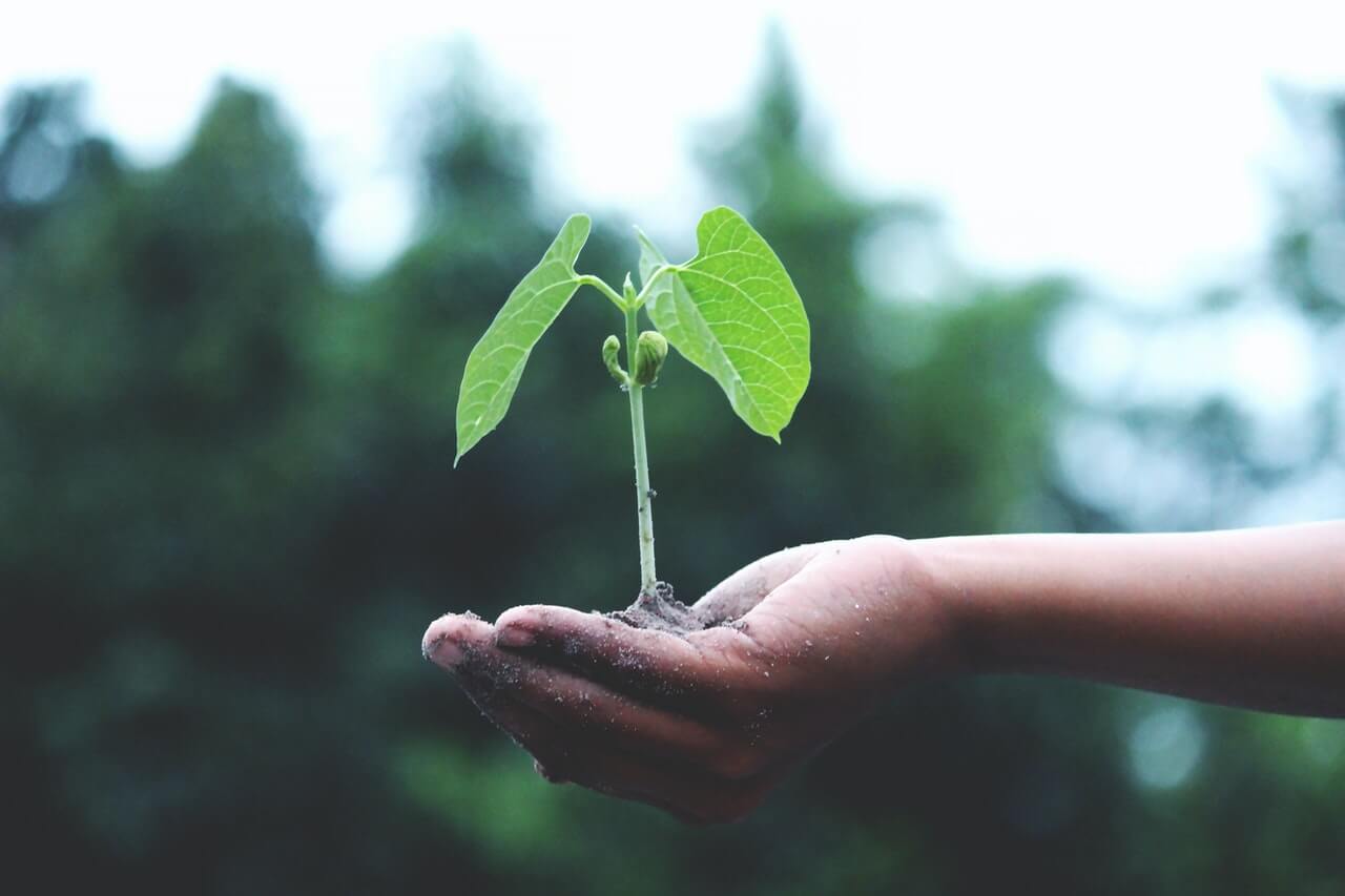 Person holding a sprouting young plant