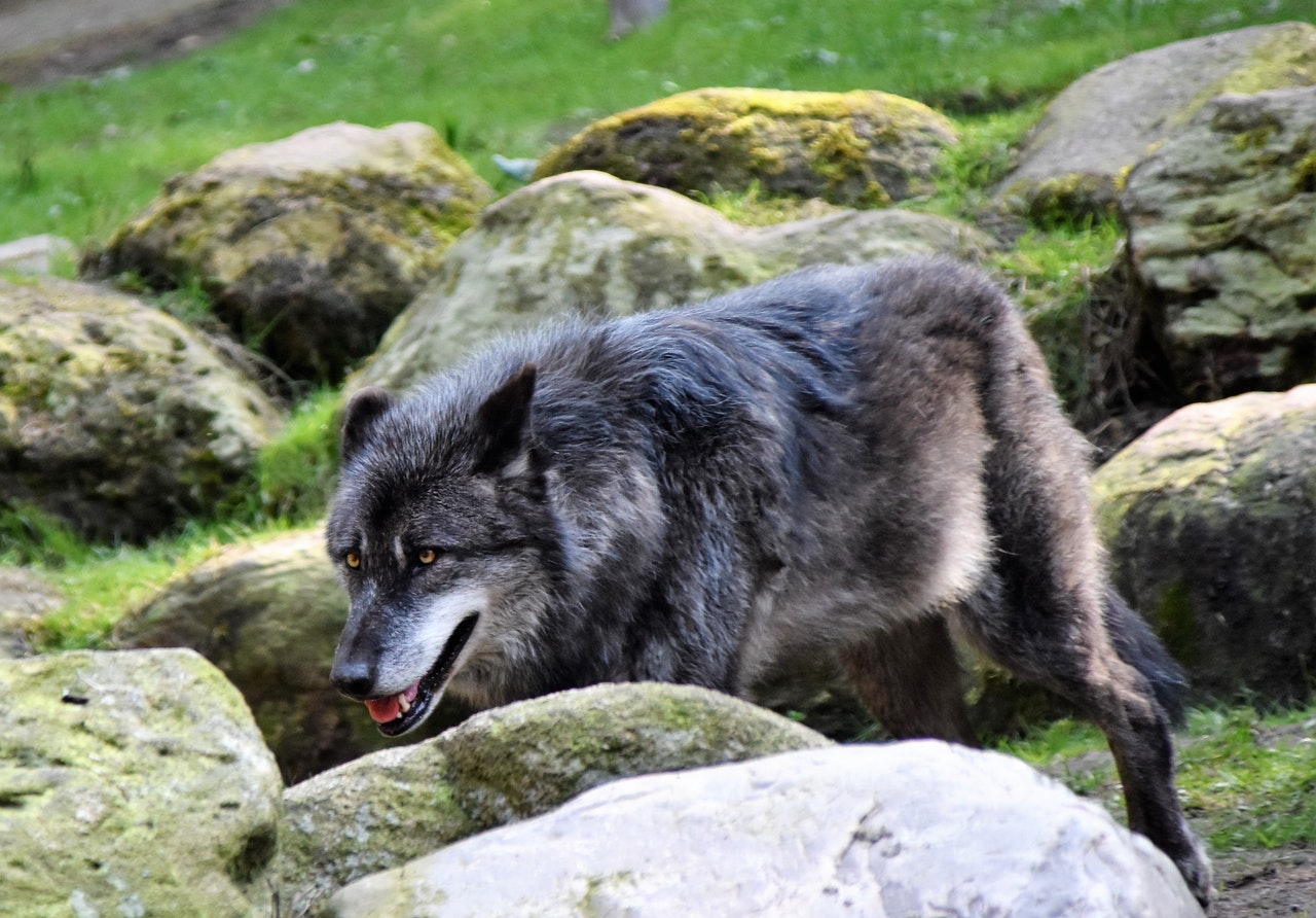A-grey-wolf-standing-behind-a-rock