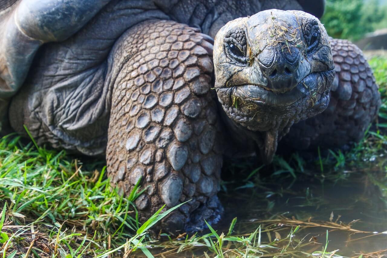 A-close-shot-at-a-tortoise