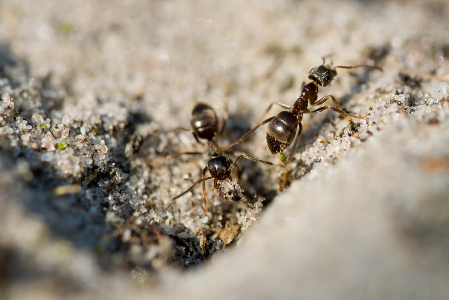 Ants feeding on a dried wood