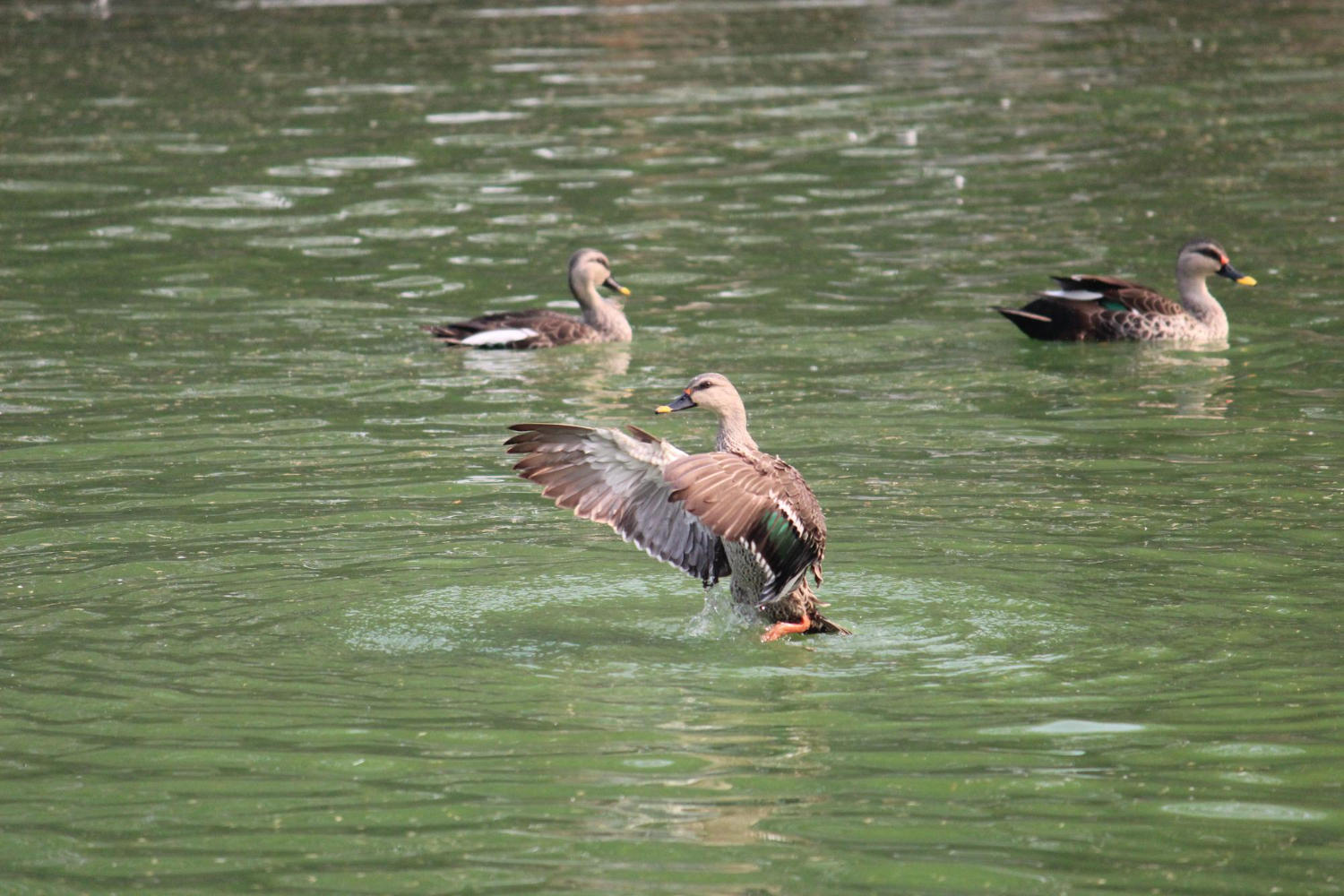A duck flapping its wings on a pond