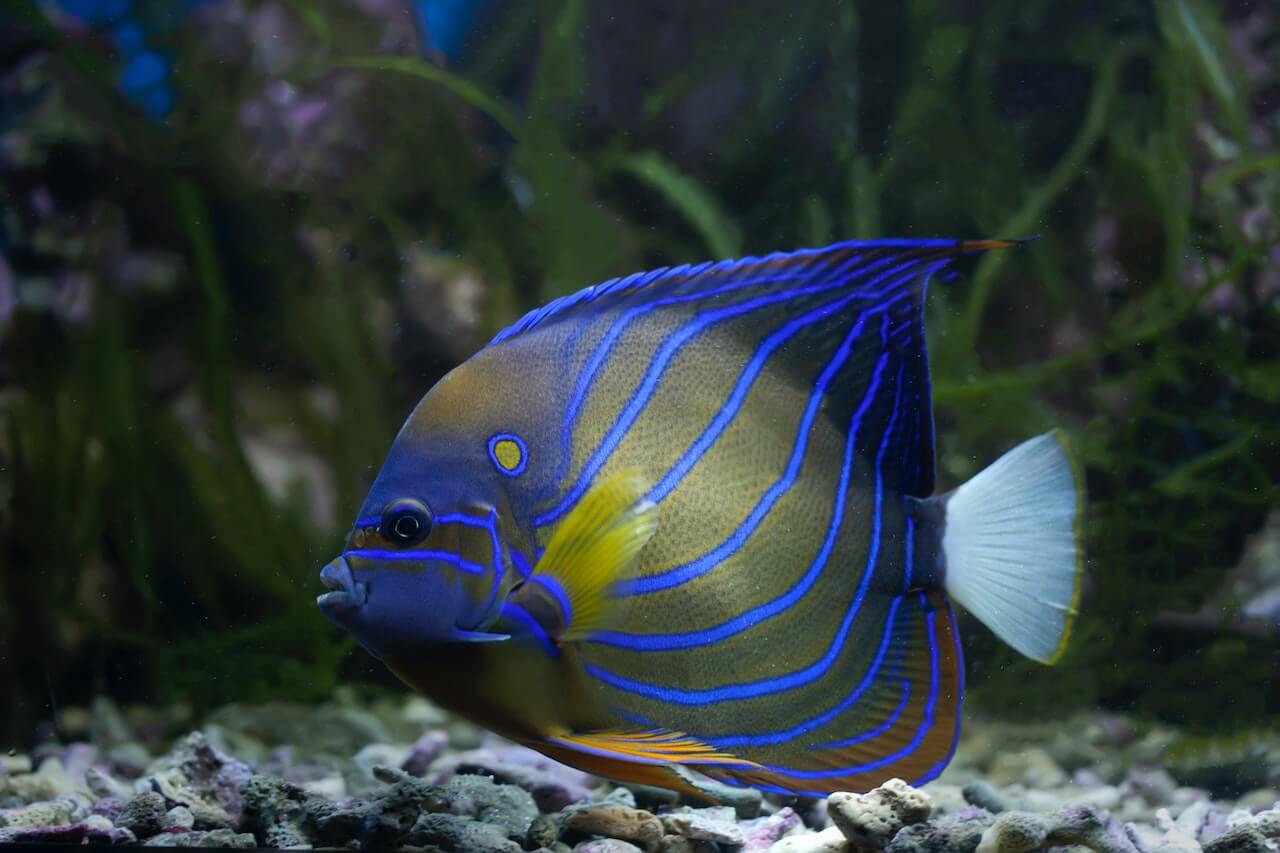 A blue fish swimming in the deep